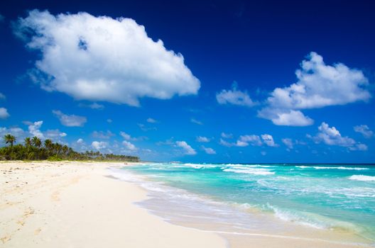 Caribbean Beach and Palm tree  .Paradise. Vacation and Tourism concept. 