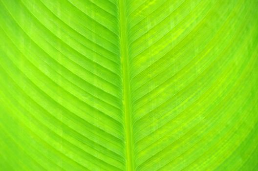 structure of leaf natural background