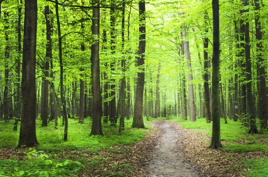 a path is in the green forest