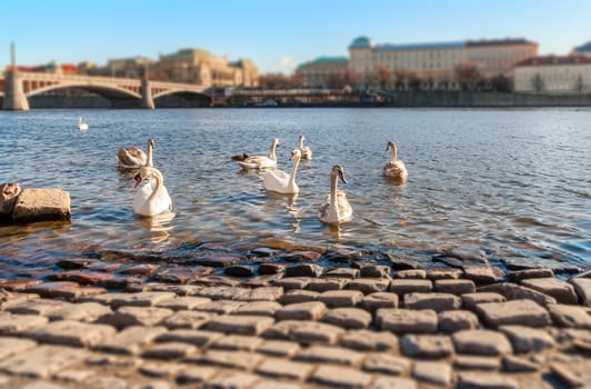 Swans on the Vltava River, Prague, Czech Republic, Shallow depth of field