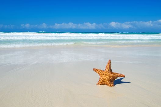 beach and tropical sea