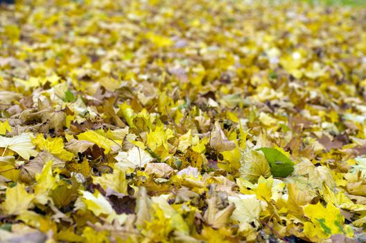 Colorful foliage in the autumn park