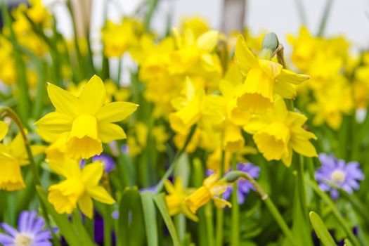 Yellow narcissuses against the blue sky