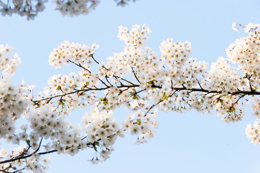 Beautiful flowering Japanese cherry - Sakura. Background with flowers on a spring day.