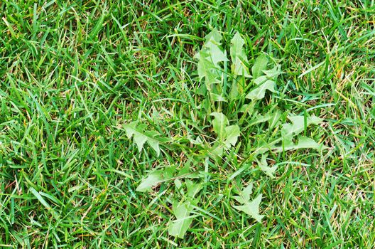Weed in a grass field close up
