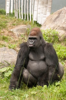 Large gorilla looking at his right at the zoo