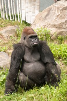Large gorilla looking at his left at the zoo