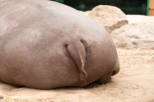 The back of sleeping hippopotamus 