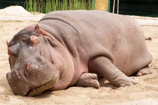 Sleeping hippopotamus at zoo