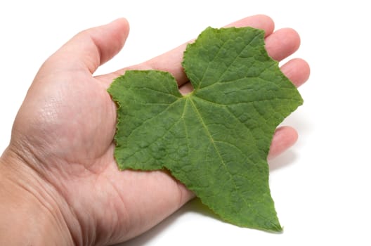 Male hand holding cucumber leaf with care on white background