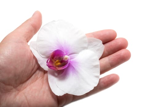 Male hand holding orchid flower with care on white background