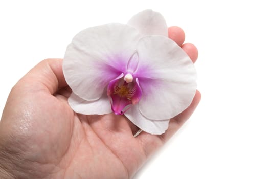 Male hand holding orchid flower with care on white background