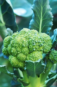 Broccoli plant and flower in garden