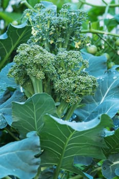 Broccoli plant and flower in garden