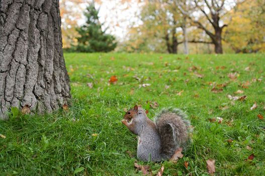 Eating squirrel sitting on the grass during an autumn day