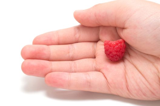 Child hand holding one red raspberry