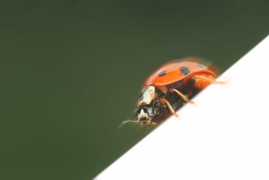 Ladybug in motion
