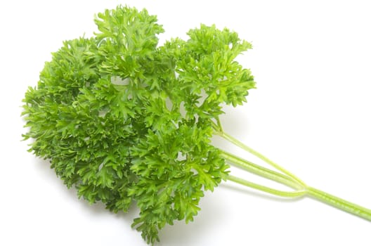 Bunch of fresh Parsley on white background