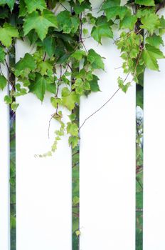 Section of white PVC fence with ivy growing on it
