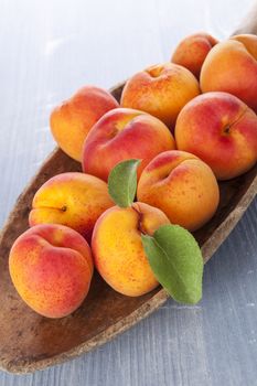 Fresh ripe apricots on wooden plate on blue wooden background. Fresh fruit, rustic country style. 