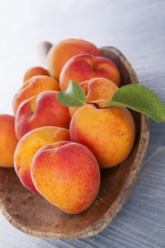 Fresh ripe apricots on wooden plate on blue wooden background. Fresh fruit, rustic country style. 