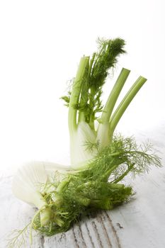 Raw fresh fennel on white wooden background, country style. Fresh healthy vegetable eating.