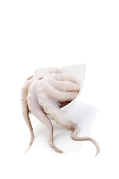 Raw fresh octopus in white bowl isolated on white. Culinary seafood eating.