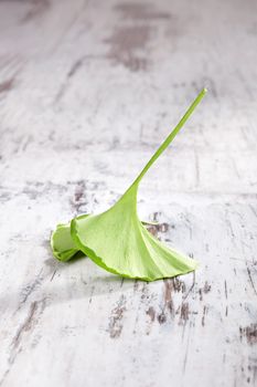 Single ginkgo leaf isolated on white wooden background. Natural healing, alternative medicine, country style.