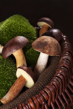 Delicious edible mushrooms with moss in brown wooden basket on brown wooden background. Autumn season & mushroom eating.