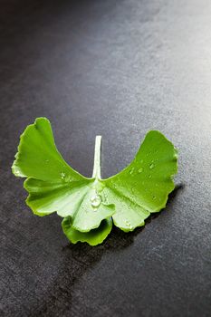 Fresh ginkgo biloba leaf with dew isolated on black background. Natural healthy food supplement.