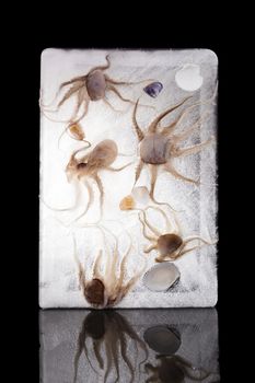 Frozen octopus and seashells in ice isolated on black background. Culinary seafood background. 