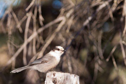 Whiskey Jack or Grey Jay, Perisoreus canadensis, perched watching curiously