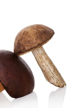 Edible boletus mushrooms isolated on white background. Culinary seasonal autumn cooking.