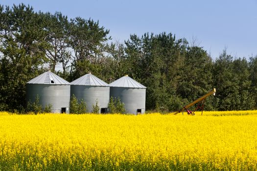 Three round metal silos in agricultural field with a crop of colourful yellow rapeseed canola