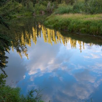 Boreal forest taiga reflection on calm water surface of wetland pond, Yukon Territory, Canada