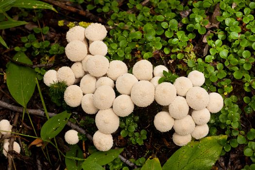 Close-up cluster of Common Puffball mushrooms, Lycoperdon perlatum, also called gemmed puffball or Lycoperdon gemmatum, edible when young