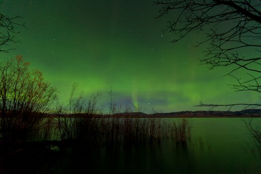 Glowing green starry night sky display of Aurora borealis or Northern Lights over shore willow bush at Lake Laberge, Yukon Territory, Canada