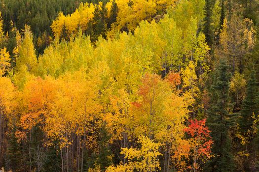 Colorful golden yellow autumn fall aspen trees, Populus tremuloides, of boreal forest taiga in the Yukon Territory, Canada