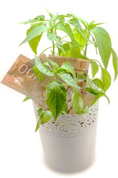 Hundred Canadian dollar bill and a green plant