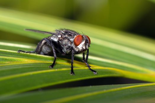 A fly standing on a leaf with green background