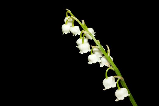 lily of the valley close up