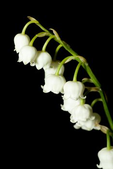 lily of the valley close up