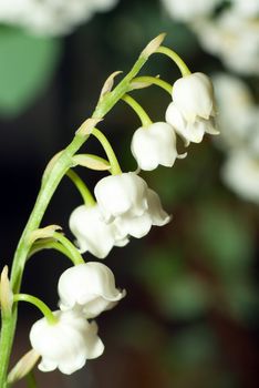 lily of the valley close up