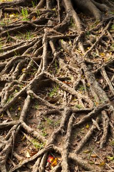 root of the tree is spread out on the ground to forage.