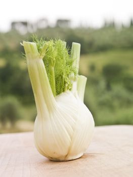 Fennel on a table with selective focus