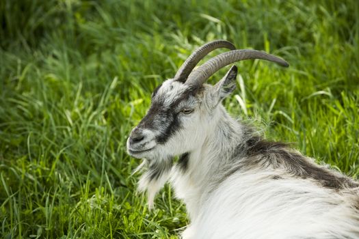 Close up of a Goat