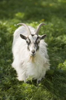 Close up of a Goat