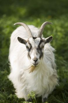 Close up of a Goat