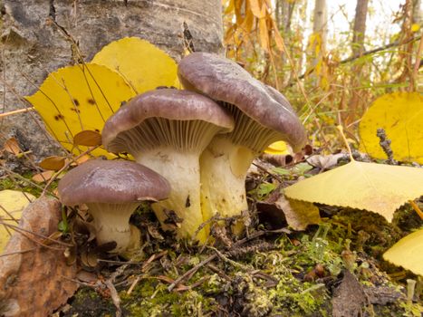 Edible mushroom Slimy Spike-cap, Gomphidius glutinosus, growing at base of aspen tree among yellow fall leaves on mossy forest floor