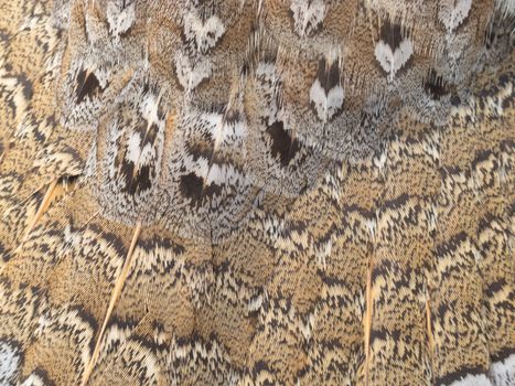 Plumage feathers of ruffed grouse, Bonasa umbellus, close-up nature background texture pattern